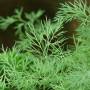 dill-8104_640.jpg