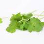 stockvault-coriander-fresh-herbs132463.jpg